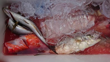 伊豆下田フィッシング 釣果