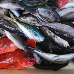 伊豆下田フィッシング 釣果