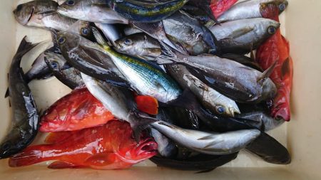 伊豆下田フィッシング 釣果