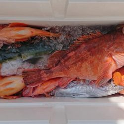 伊豆下田フィッシング 釣果