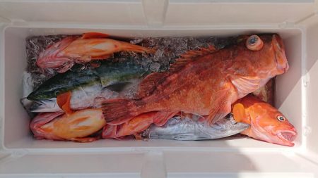 伊豆下田フィッシング 釣果