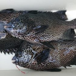 伊豆下田フィッシング 釣果