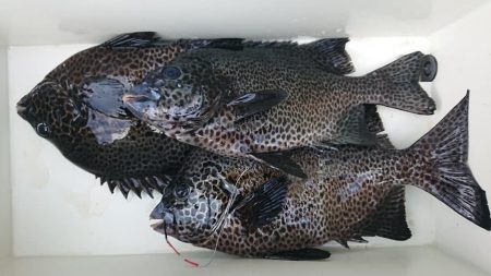 伊豆下田フィッシング 釣果