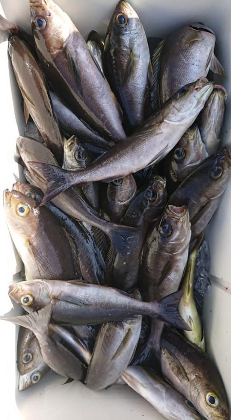 伊豆下田フィッシング 釣果