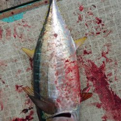 伊豆下田フィッシング 釣果