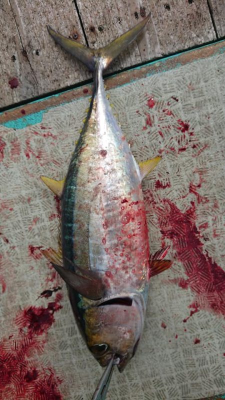 伊豆下田フィッシング 釣果