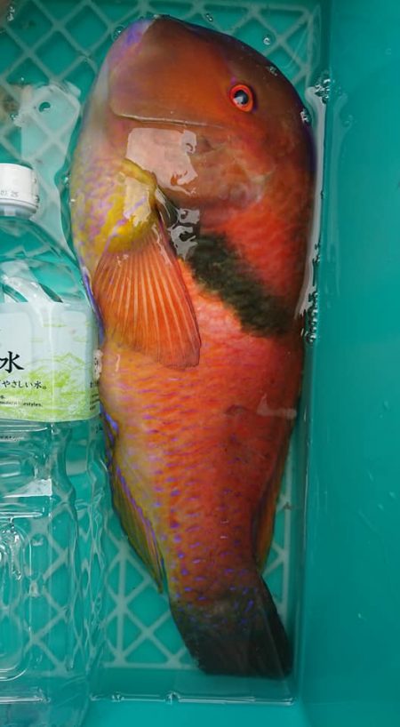 伊豆下田フィッシング 釣果