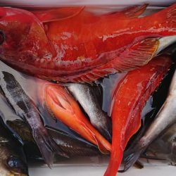 伊豆下田フィッシング 釣果