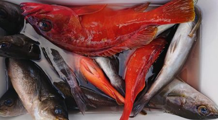 伊豆下田フィッシング 釣果