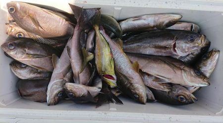 伊豆下田フィッシング 釣果