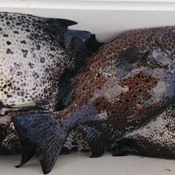 伊豆下田フィッシング 釣果