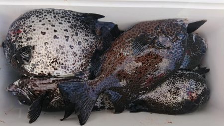 伊豆下田フィッシング 釣果