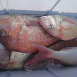 遊漁船 新鋭丸 釣果