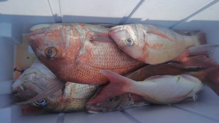 遊漁船 新鋭丸 釣果