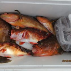 大進丸(新潟) 釣果