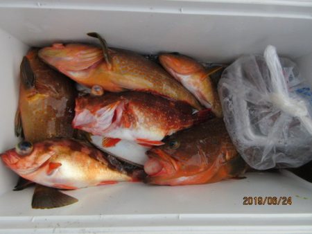 大進丸(新潟) 釣果