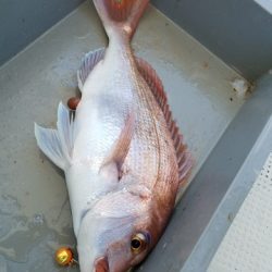 遊漁船 ニライカナイ 釣果