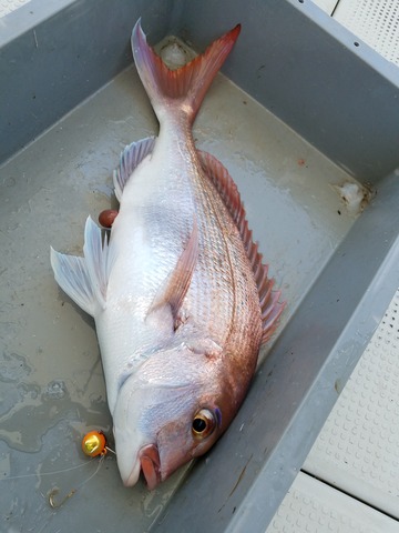 遊漁船 ニライカナイ 釣果