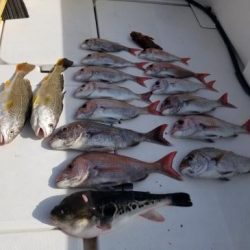 暁〜akatsuki〜 釣果