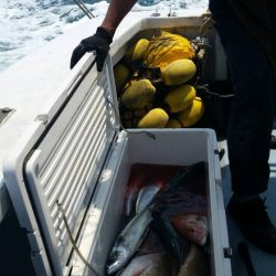 第五慶門丸 釣果