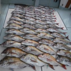 遊漁船 幸友丸 釣果