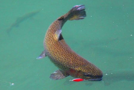 小菅トラウトガーデン 釣果