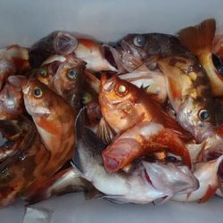 第二むつ漁丸 釣果