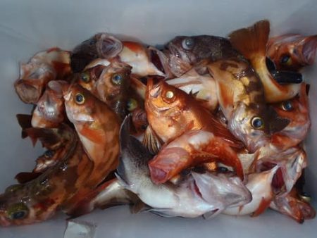 第二むつ漁丸 釣果