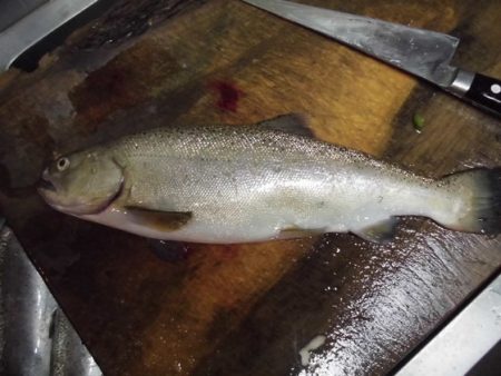 高萩ふれあいの里フィッシングエリア 釣果