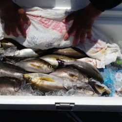 第二大福丸 釣果