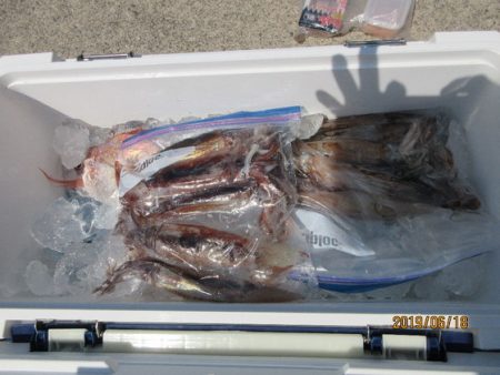 大進丸（新潟） 釣果