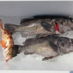 大進丸(新潟) 釣果