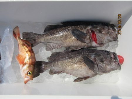 大進丸(新潟) 釣果