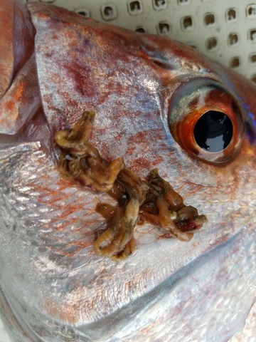 遊漁船　ニライカナイ 釣果