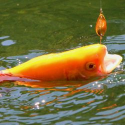 小菅トラウトガーデン 釣果