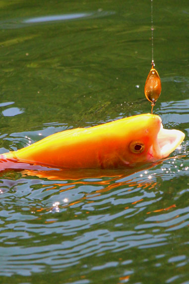 小菅トラウトガーデン 釣果