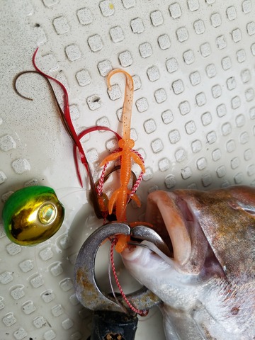 遊漁船　ニライカナイ 釣果