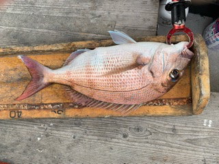 幸吉丸 釣果