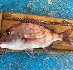 幸吉丸 釣果
