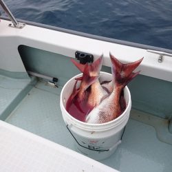 遊漁船ブルーウッズ 釣果