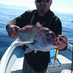 遊漁船ブルーウッズ 釣果