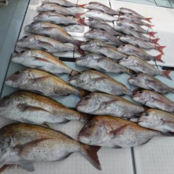 遊漁船 幸友丸 釣果