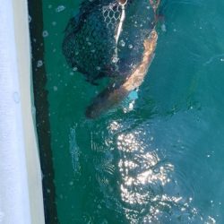 遊漁船 ニライカナイ 釣果