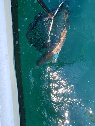 遊漁船 ニライカナイ 釣果