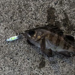 メタルジャッカーマイクロはライトゲームの常備アイテム！【ルミカ（LUMICA）メタルジャッカーマイクロインプレッション】