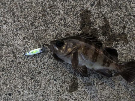 メタルジャッカーマイクロはライトゲームの常備アイテム！【ルミカ（LUMICA）メタルジャッカーマイクロインプレッション】