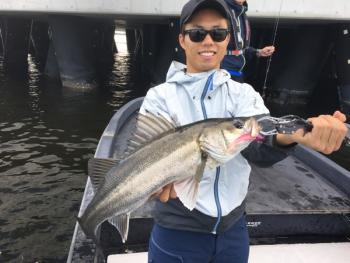 シーマジカル 釣果