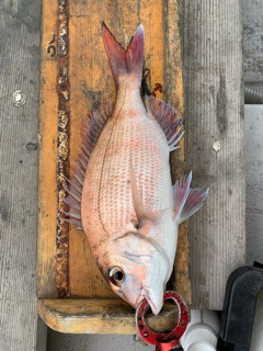 幸吉丸 釣果