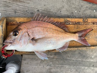 幸吉丸 釣果