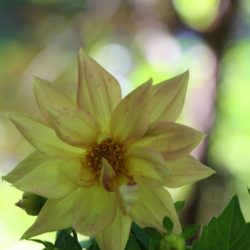 小菅トラウトガーデン 釣果